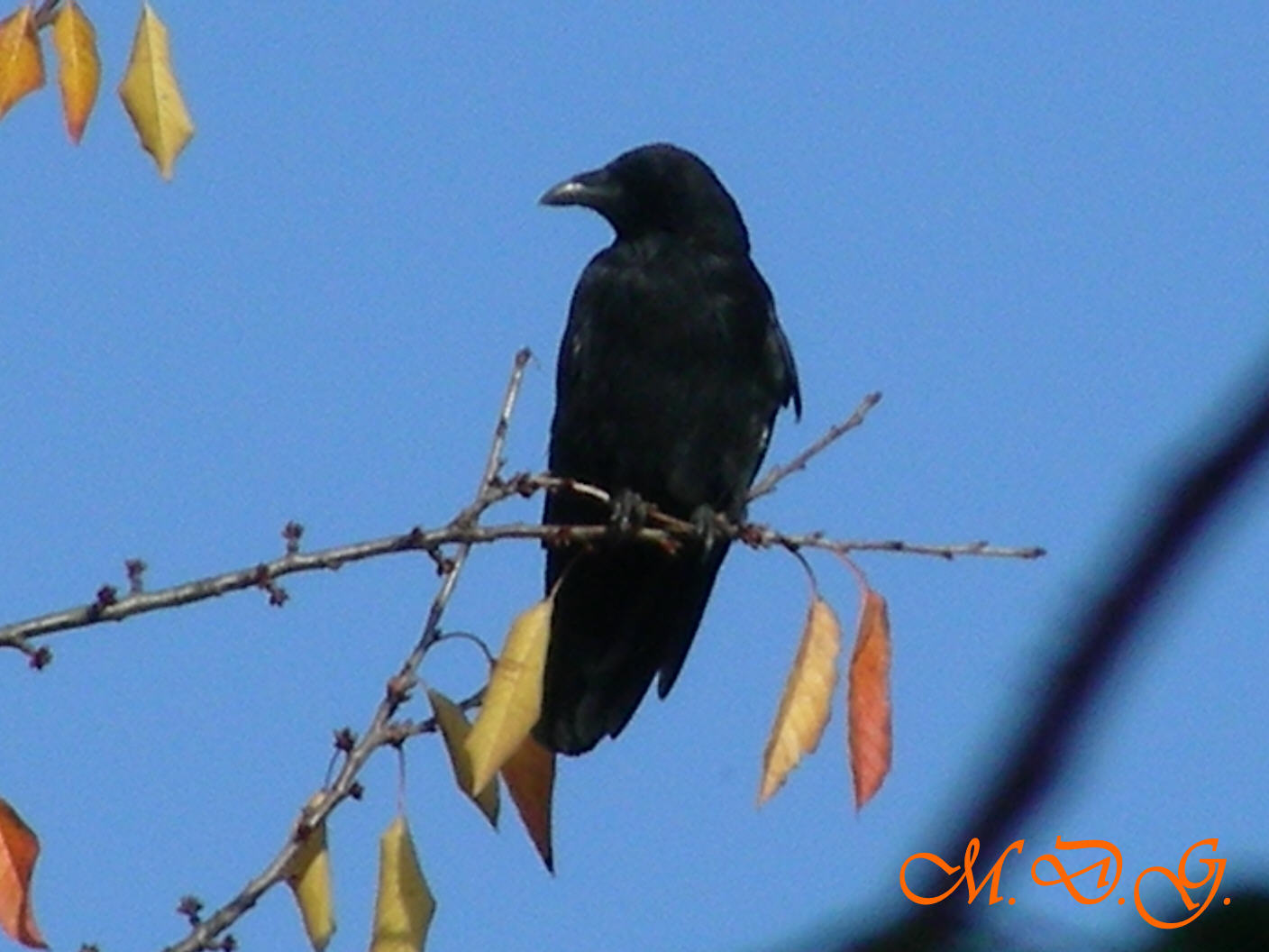 Corvus c.corone